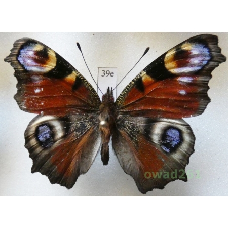 Aglais io (Linnaeus, 1758) Poland39e